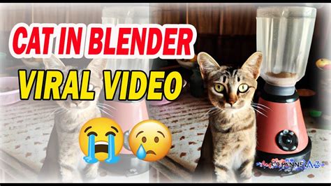 twitter kat in blender|Cat Blender Video: Video Gallery